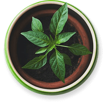 Projects Potted Plant 1 1